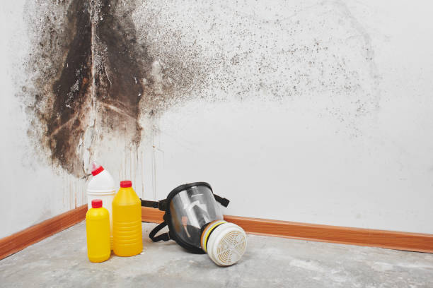 Best Emergency Mold Removal  in Sully Square, VA