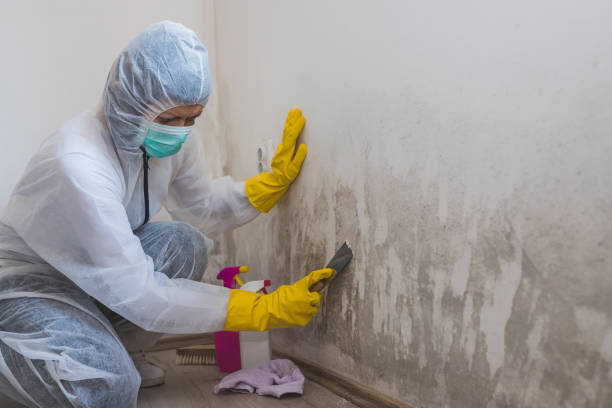 Sully Square, VA Mold Removal Company