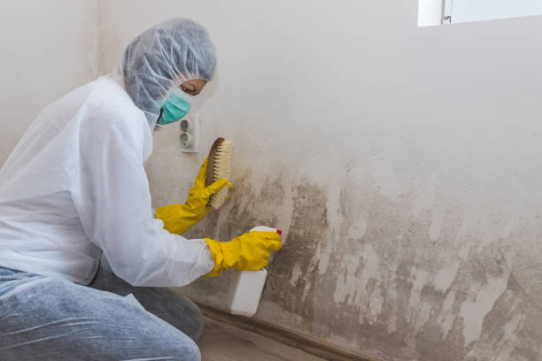 Best Mold Damage Repair  in Sully Square, VA