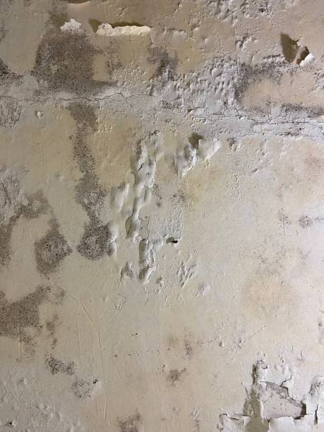 Best Mold Testing  in Sully Square, VA