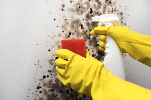 Best Mold Damage Repair  in Sully Square, VA