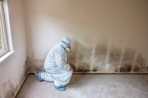 Best Best Mold Removal Companies  in Sully Square, VA