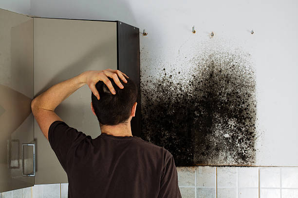 Home Mold Removal in Sully Square, VA