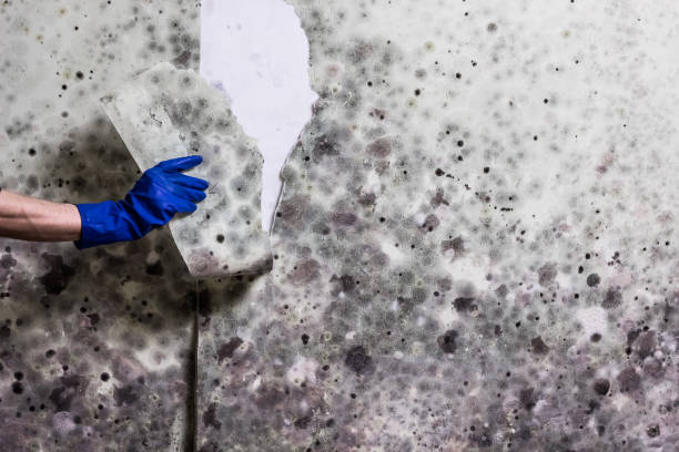 Best Affordable Mold Removal  in Sully Square, VA